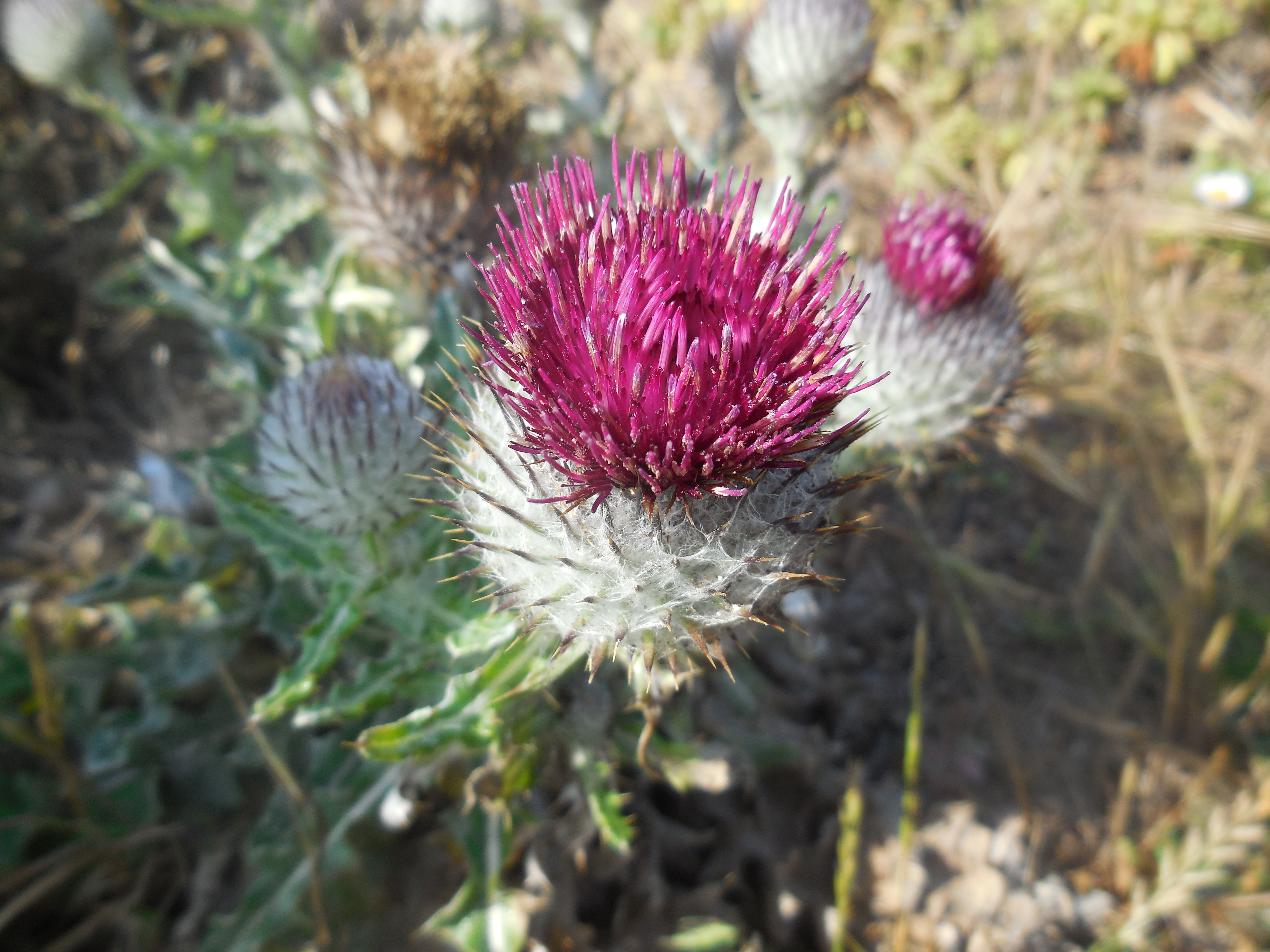 compact cobwebby thistle (Cirsium occidentale var. compacta)